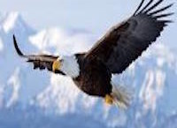 eagle soaring