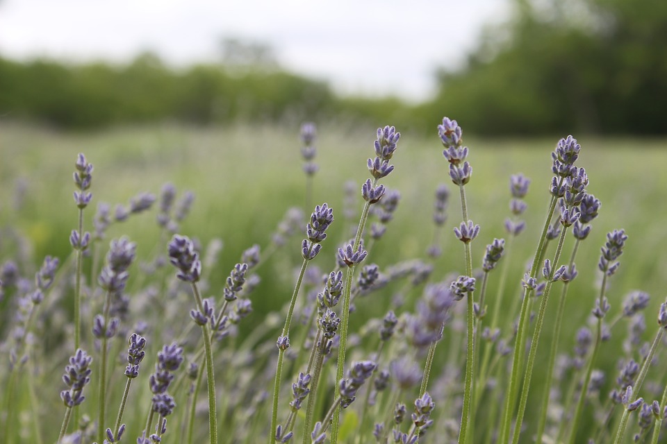 lavender-