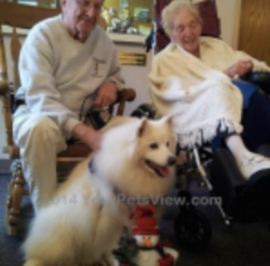 therapy dog