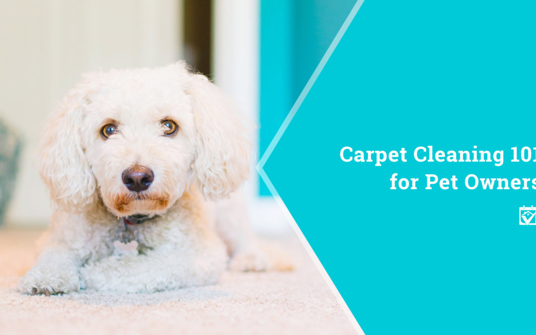 Carpet Cleaning 101 for Pet Owners